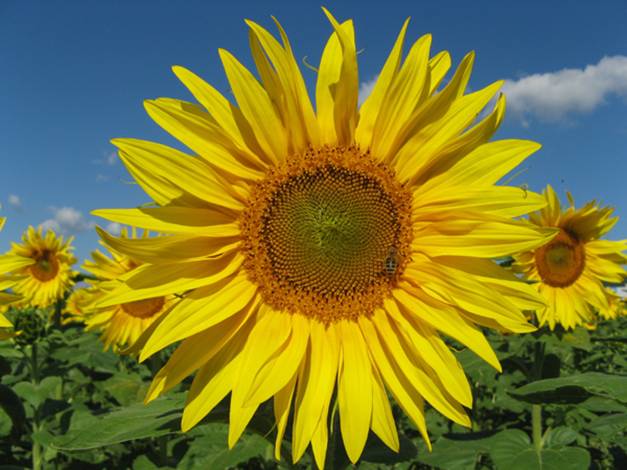 Sunflower